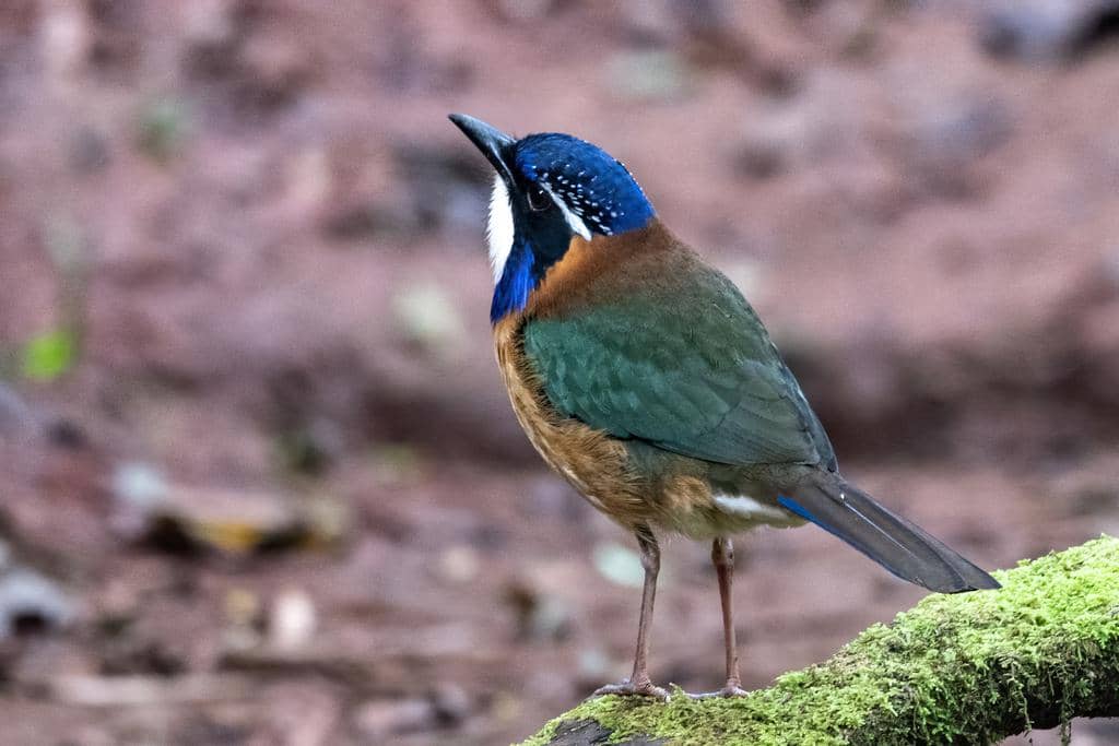 Burung Atelornis pittoides