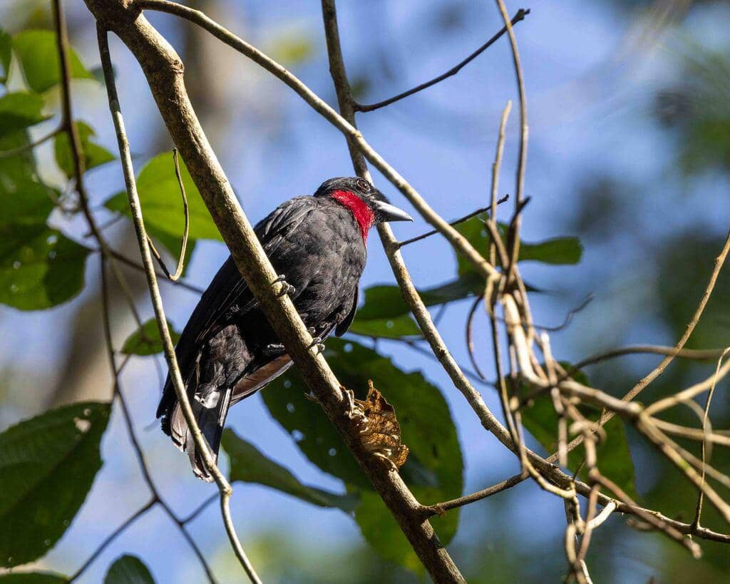 Burung Querula purpurata