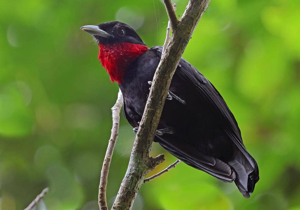 Burung Querula purpurata