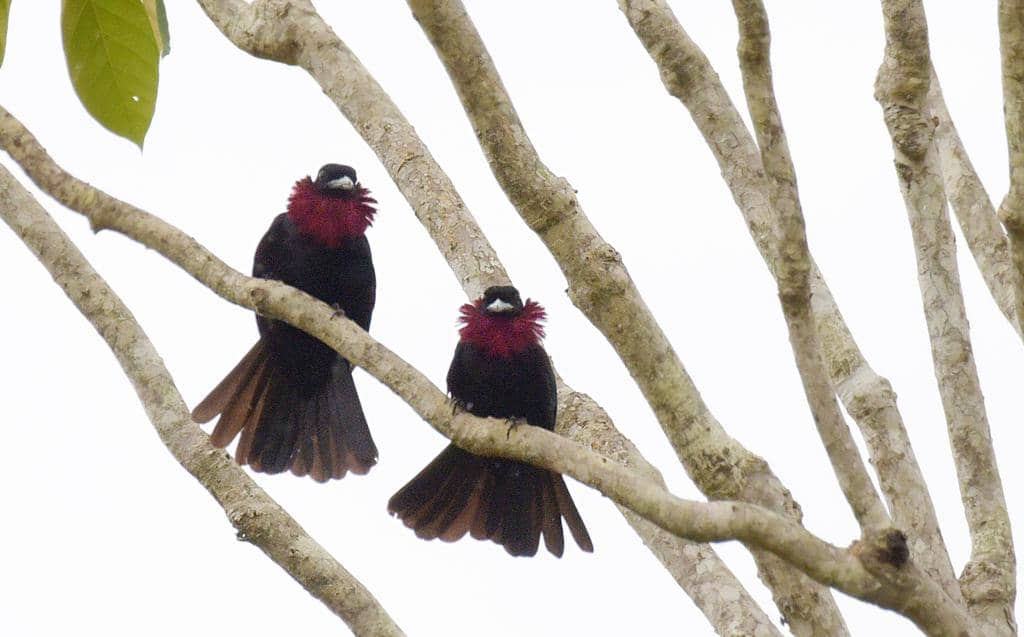 Burung Querula purpurata