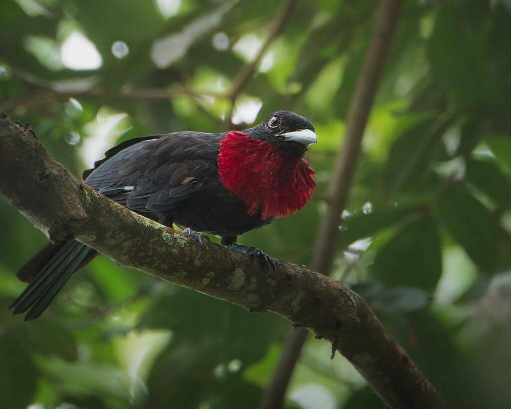 Burung Querula purpurata
