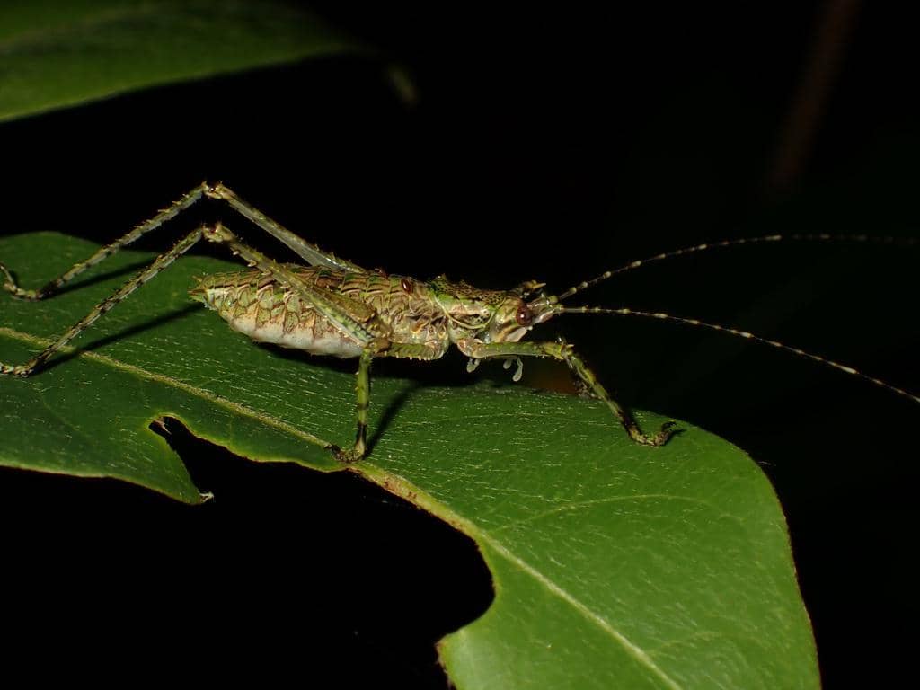 Serangga Phricta spinosa