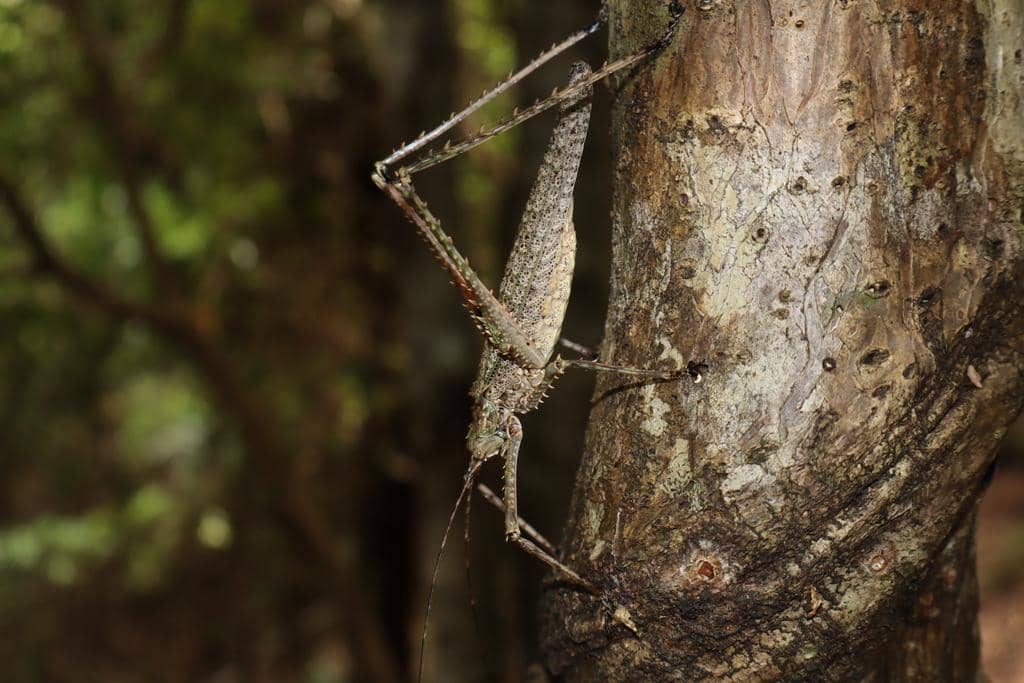 5 Fakta Spiny Rainforest Katydid, Serangga yang Jago Bersembunyi