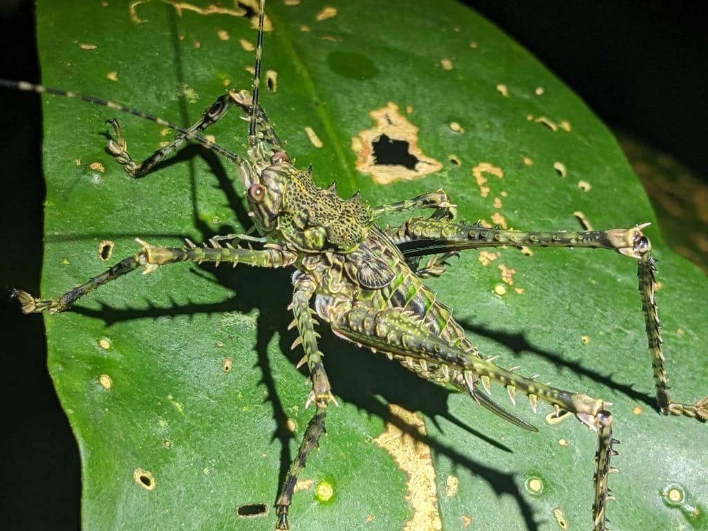 Serangga Phricta spinosa