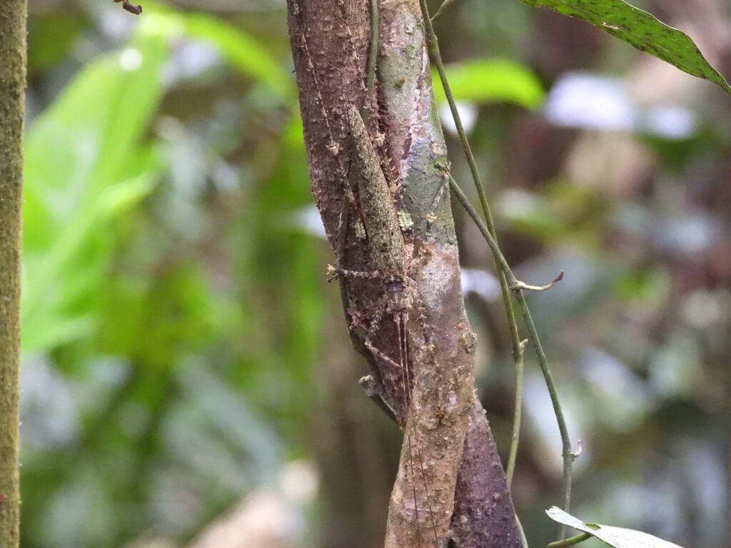 Serangga Phricta spinosa