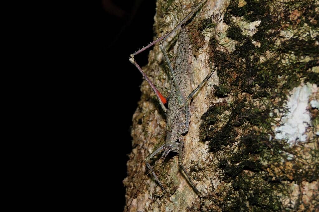 Serangga Phricta spinosa