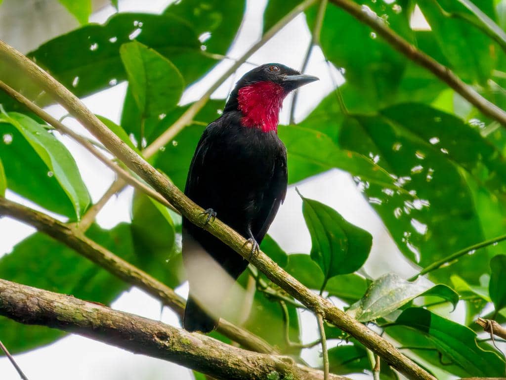 Burung Querula purpurata