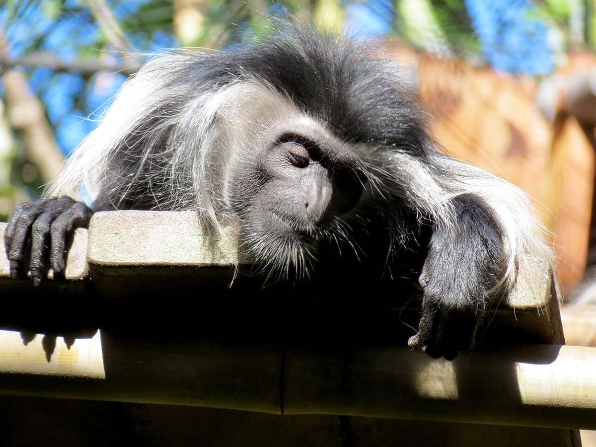 5 Fakta Monyet Colobus Angola, Kebal dari Zat Beracun dalam Makanan