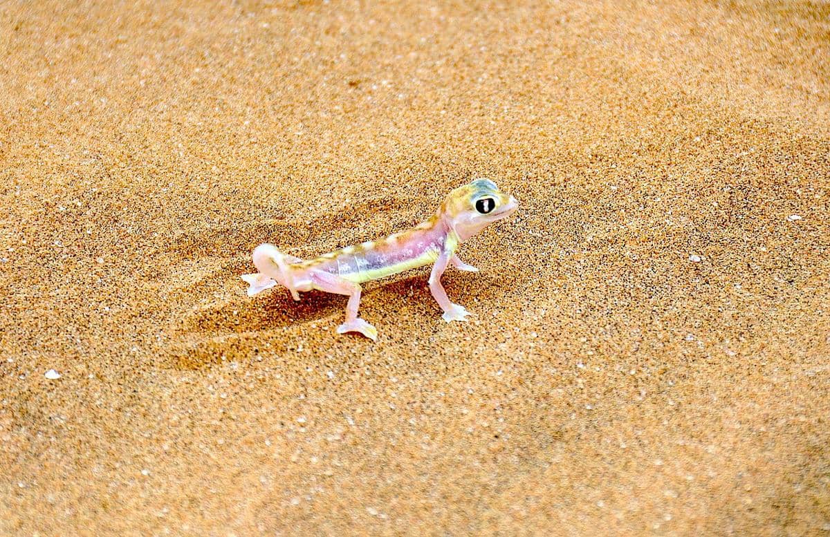 Gecko namibia 