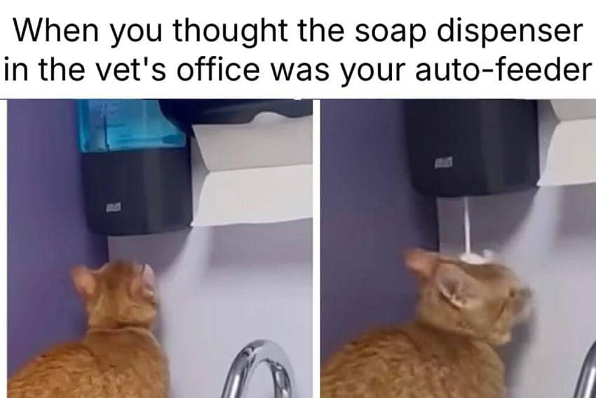 8 Meme Kucing Kasihan, Ada yang Kena Sabun!
