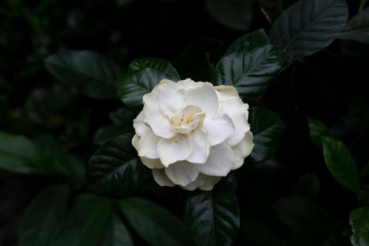 ilustrasi gardenia
