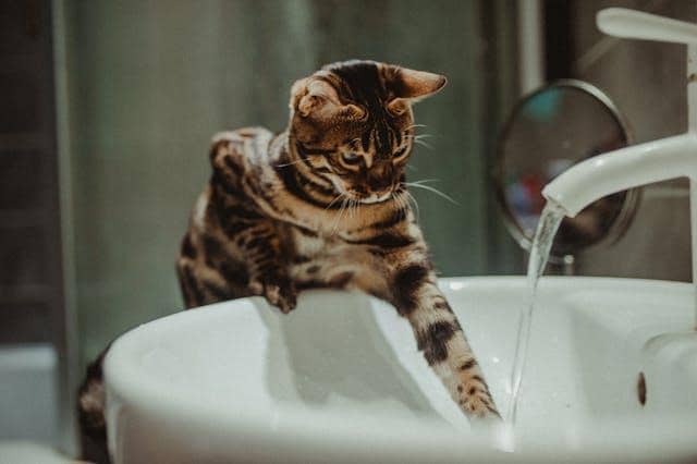 Ilustrasi kucing bermain air