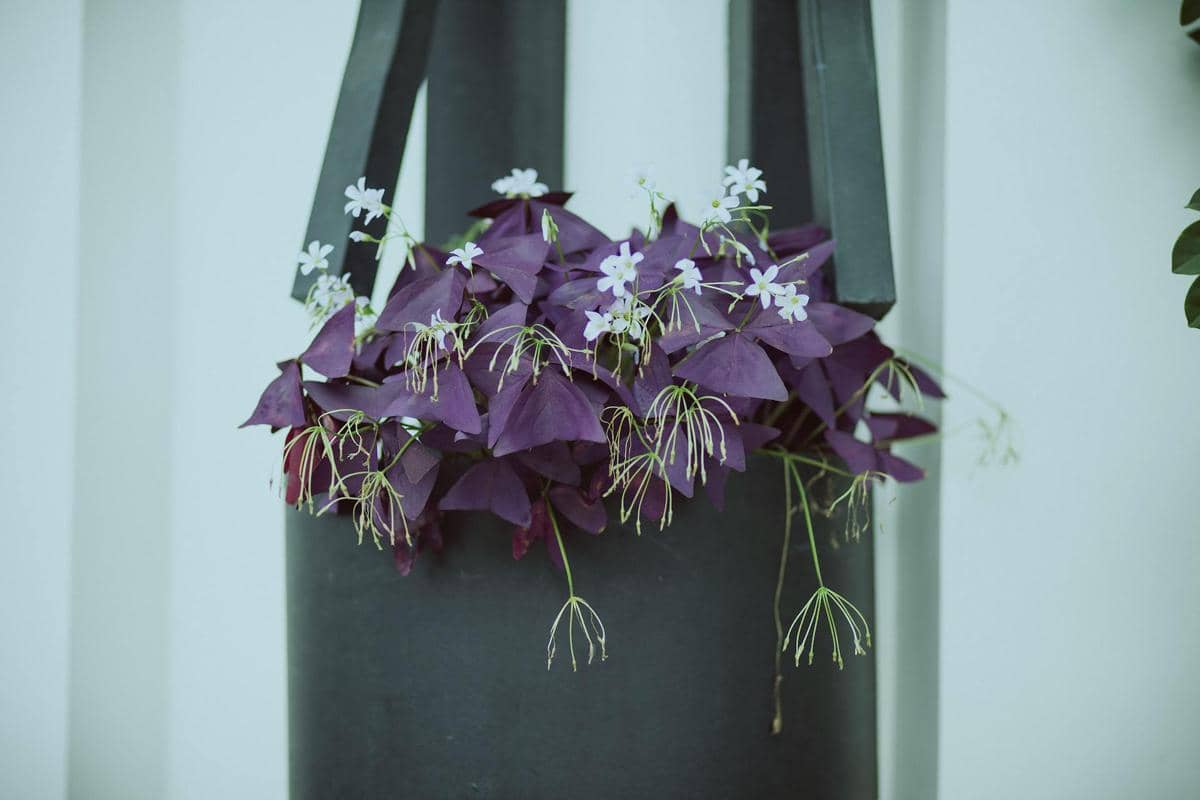 ilustrasi oxalis triangularis