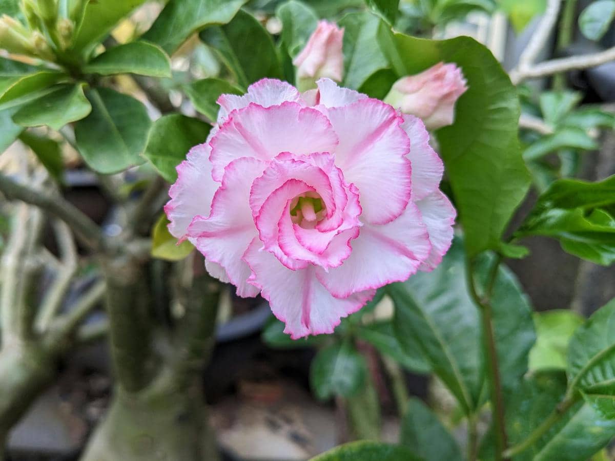 ilustrasi adenium