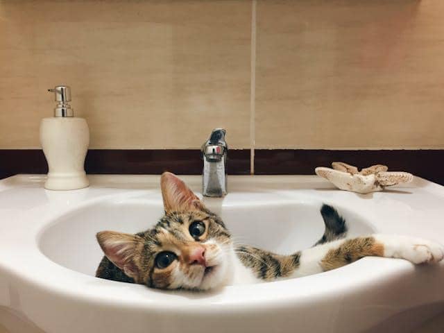 ilustrasi kucing di kamar mandi