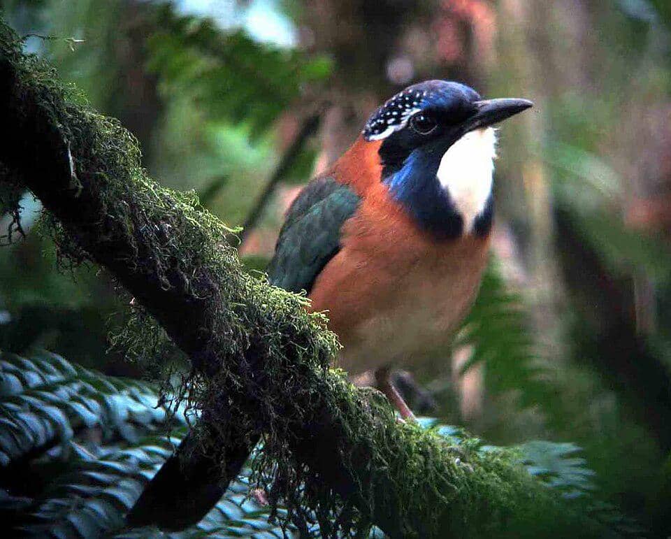 5 Fakta Pitta Like Ground Roller, Burung Langka dengan Corak Menawan