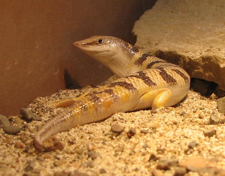 Kadal sandfish 