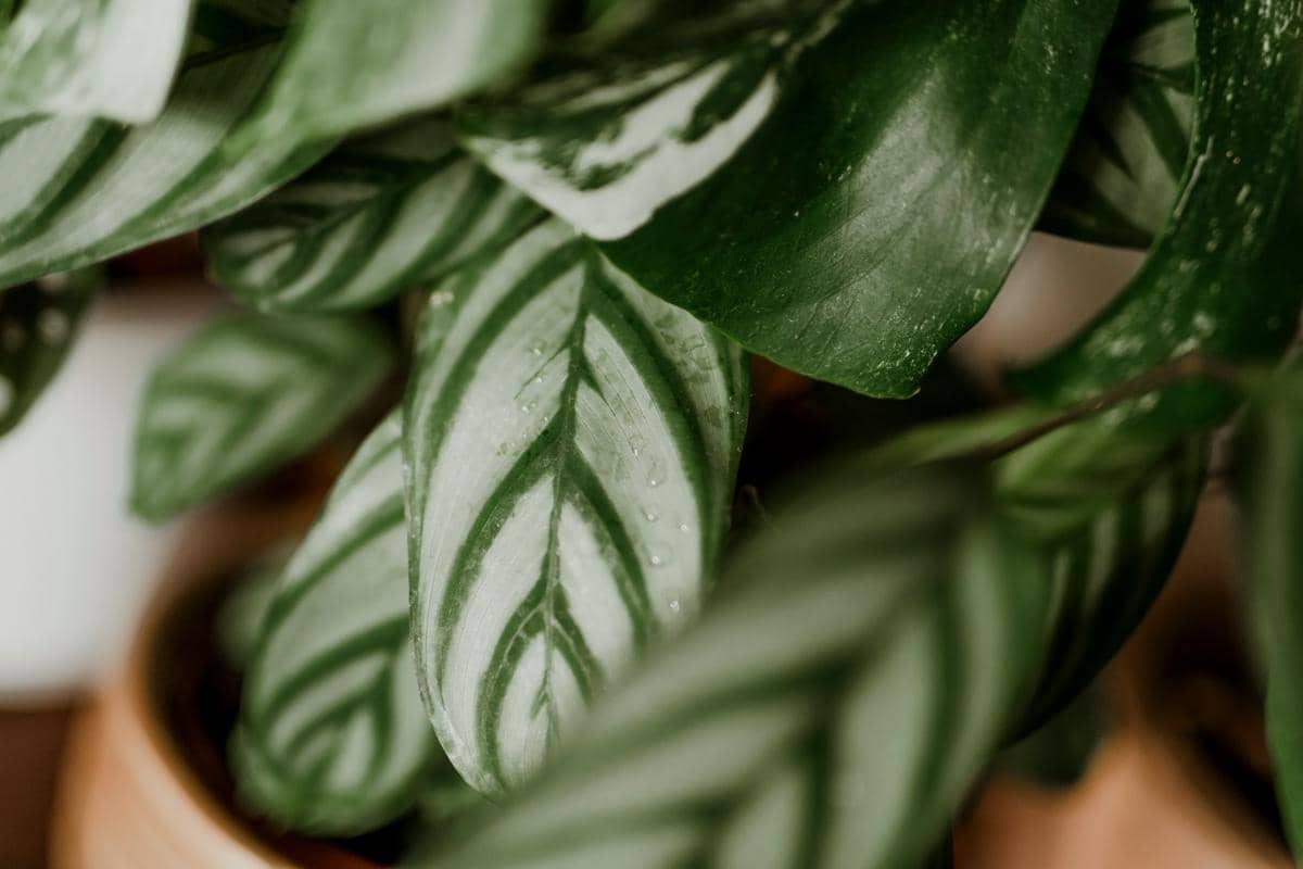 Detail corak daun tanaman hias Calathea yang estetik