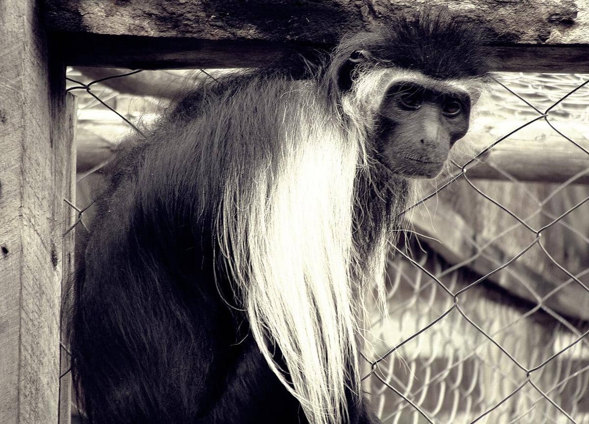 Monyet colobus angola 