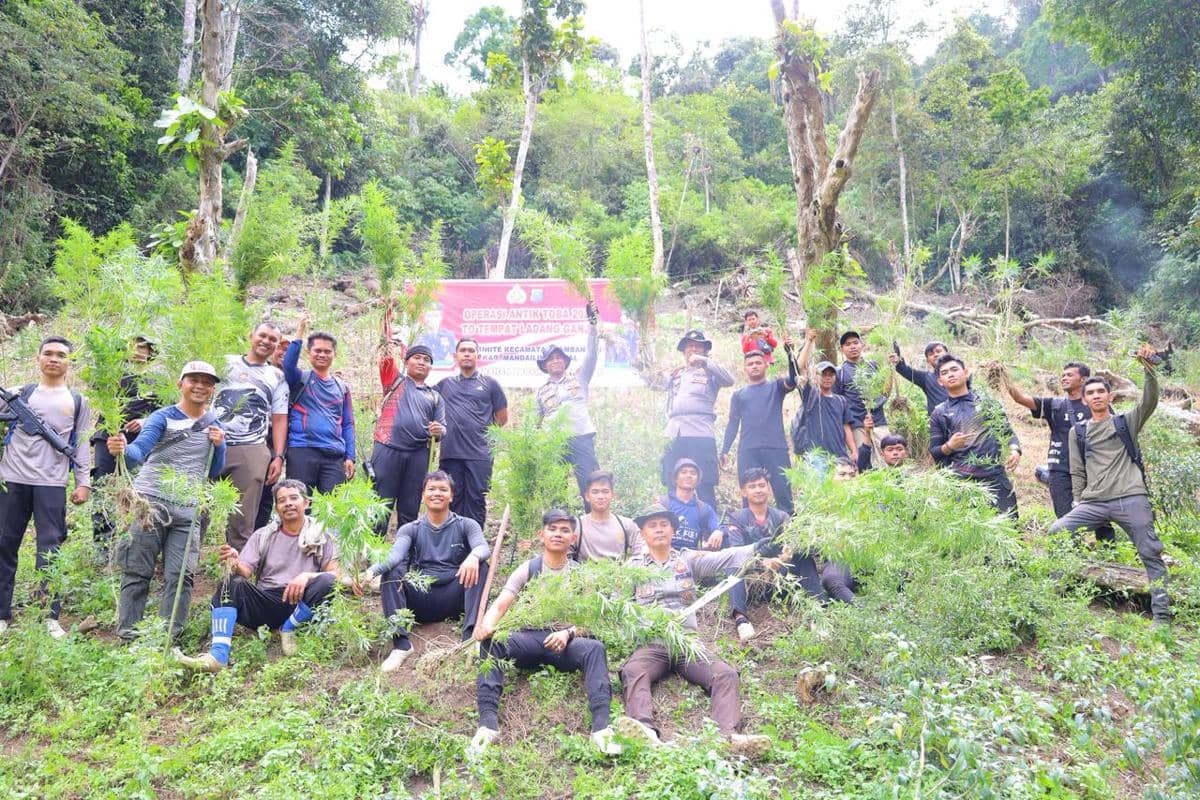 3 Hektare Ladang Ganja Ditemukan di Perbukitan Madina