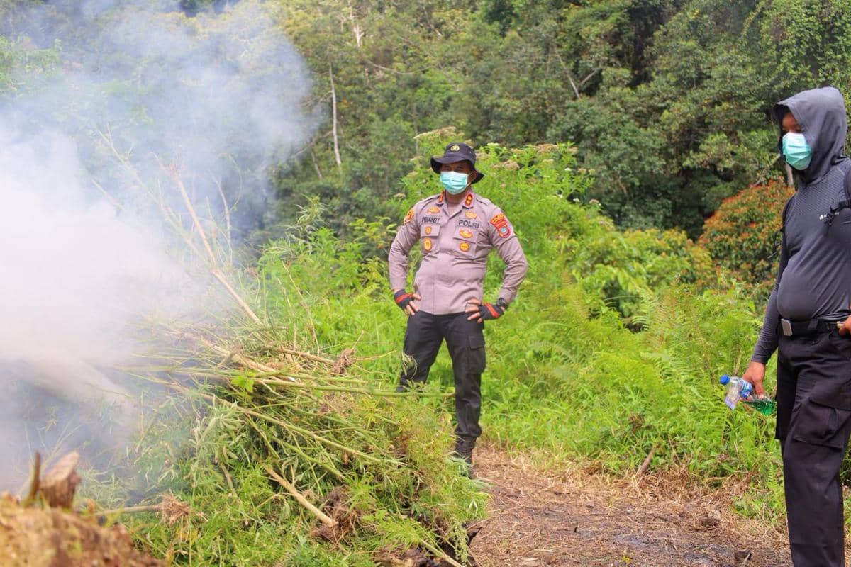 Petugas kepolisian Polda Sumut mengenakan masker dan seragam saat memusnahkan ladang ganja di kawasan perbukitan Tor Sihite, Desa Rao Rao Dolok.