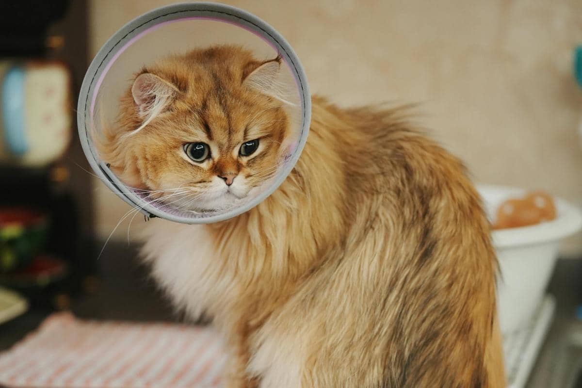 Berapa Lama Kucing Pakai Collar setelah Steril?