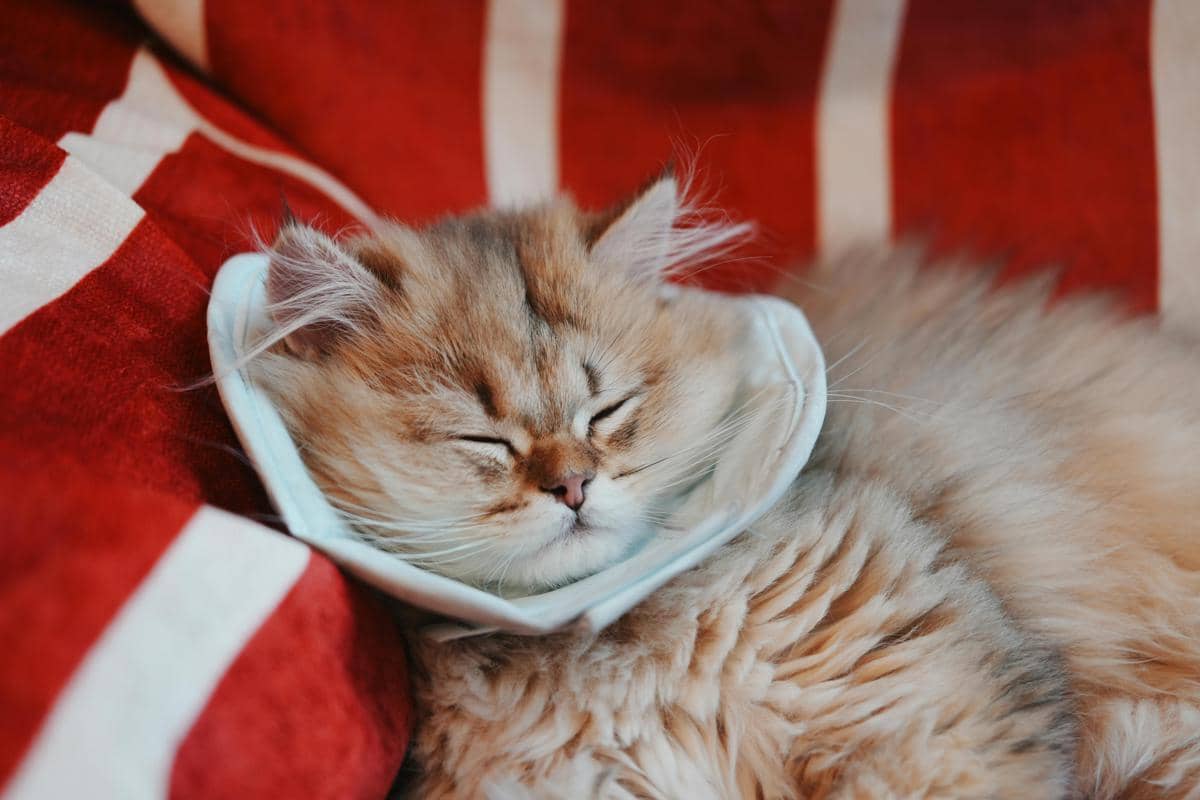 kucing pakai collar