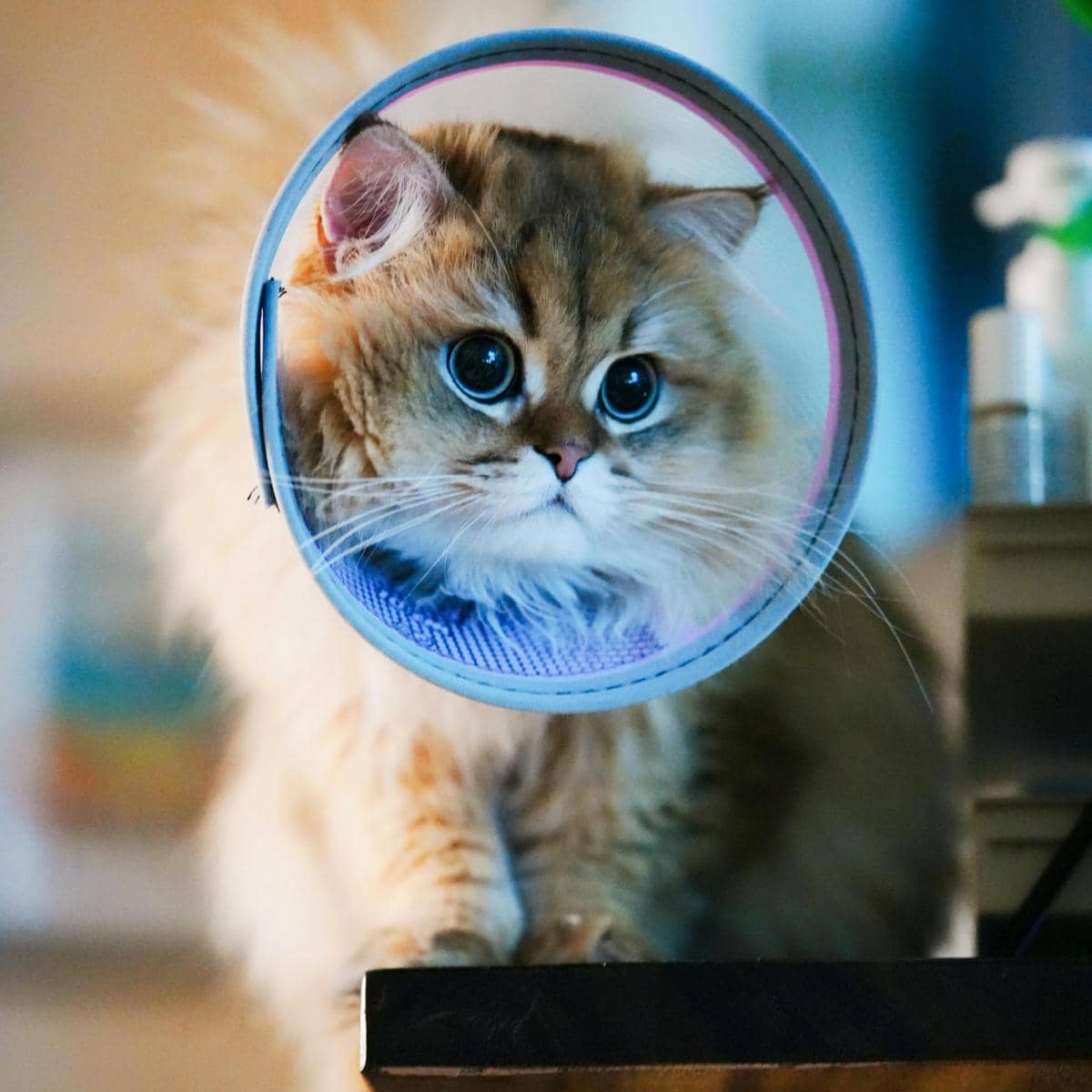 kucing pakai collar 