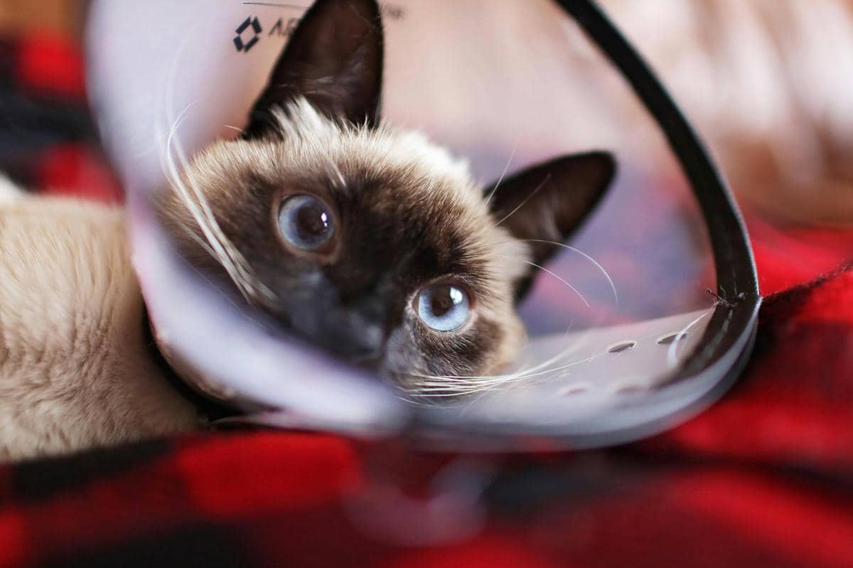 kucing pakai collar