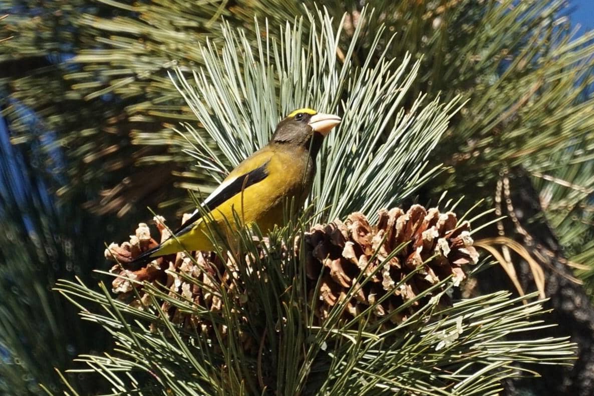 Evening Grosbeak