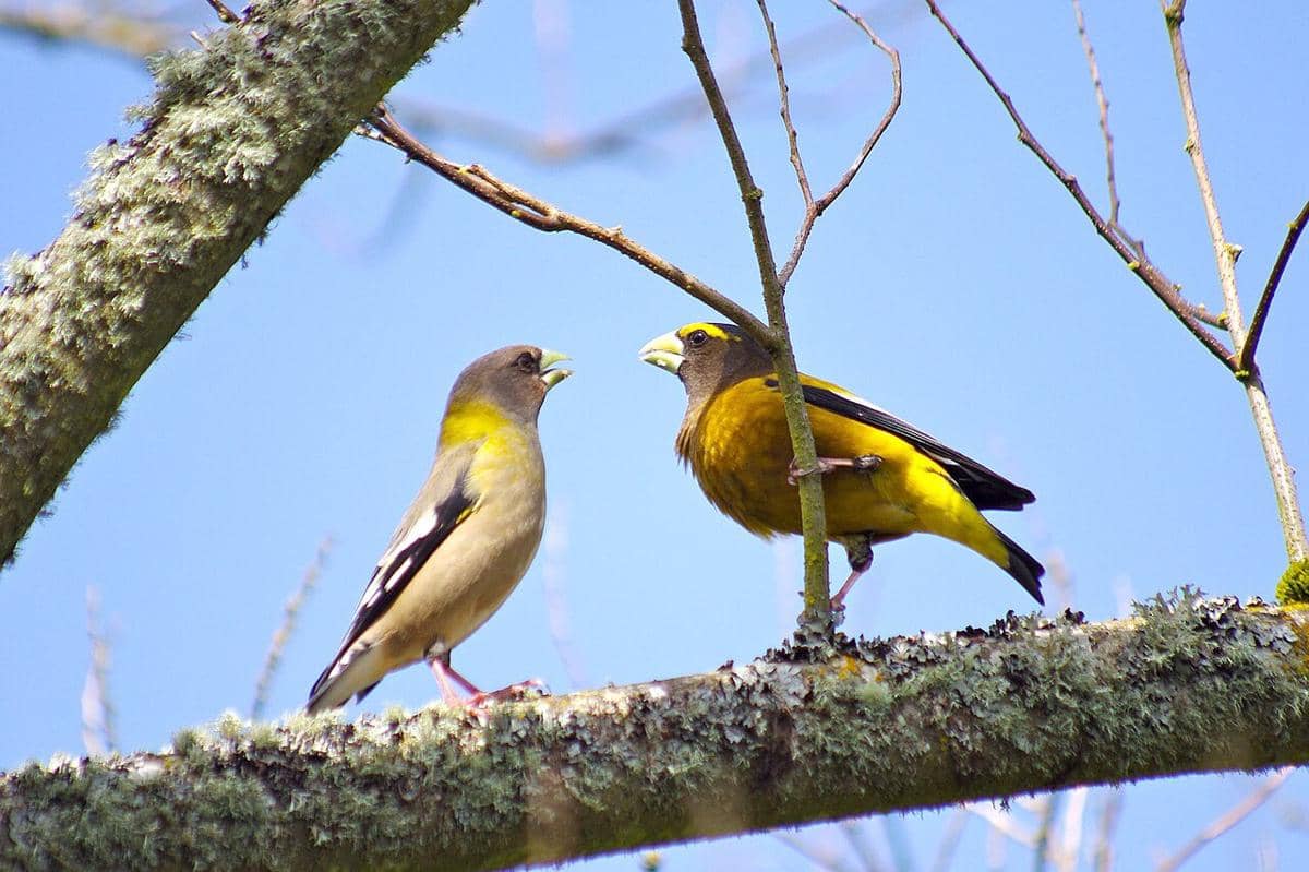 Evening Grosbeak