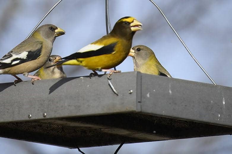 Evening Grosbeak
