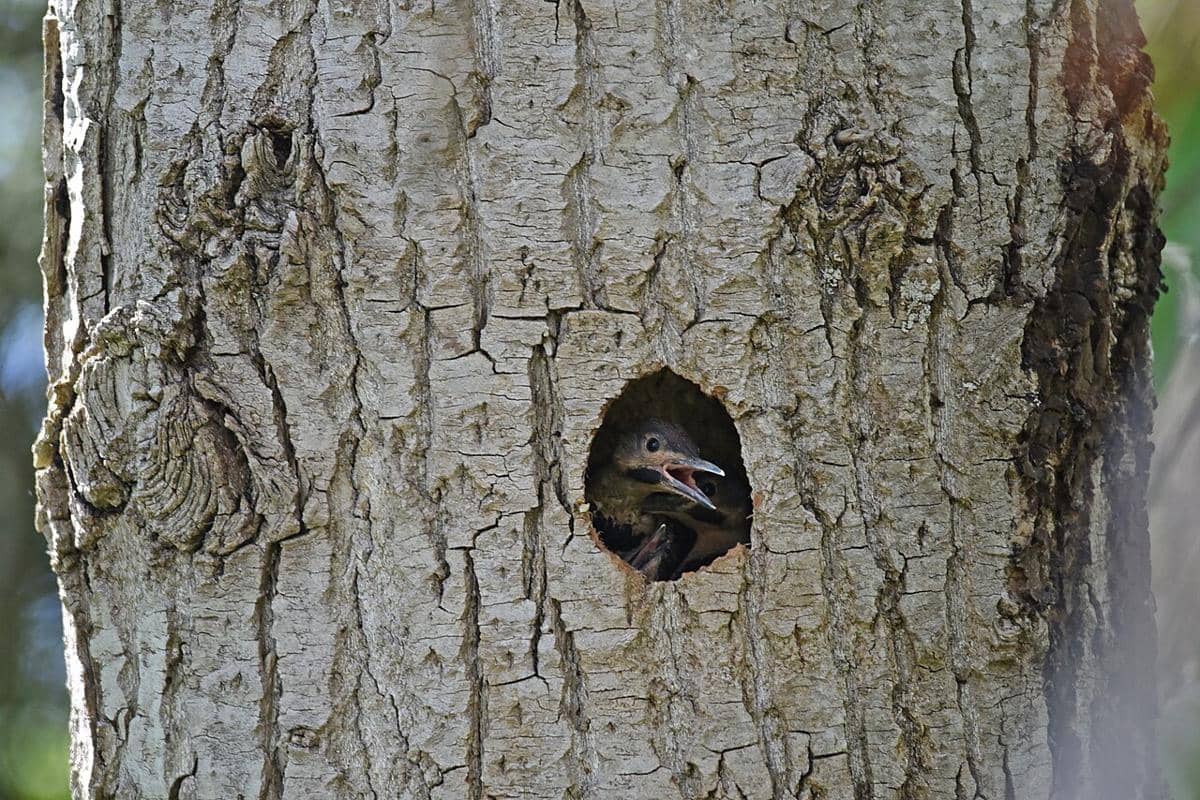 Sarang Northern Flicker