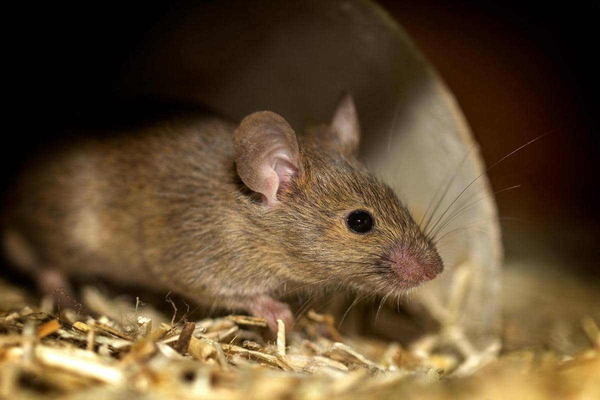 Rahasia Usir Tikus Plafon Hilang Selamanya Cuma Modal Ampas Kopi Bekas