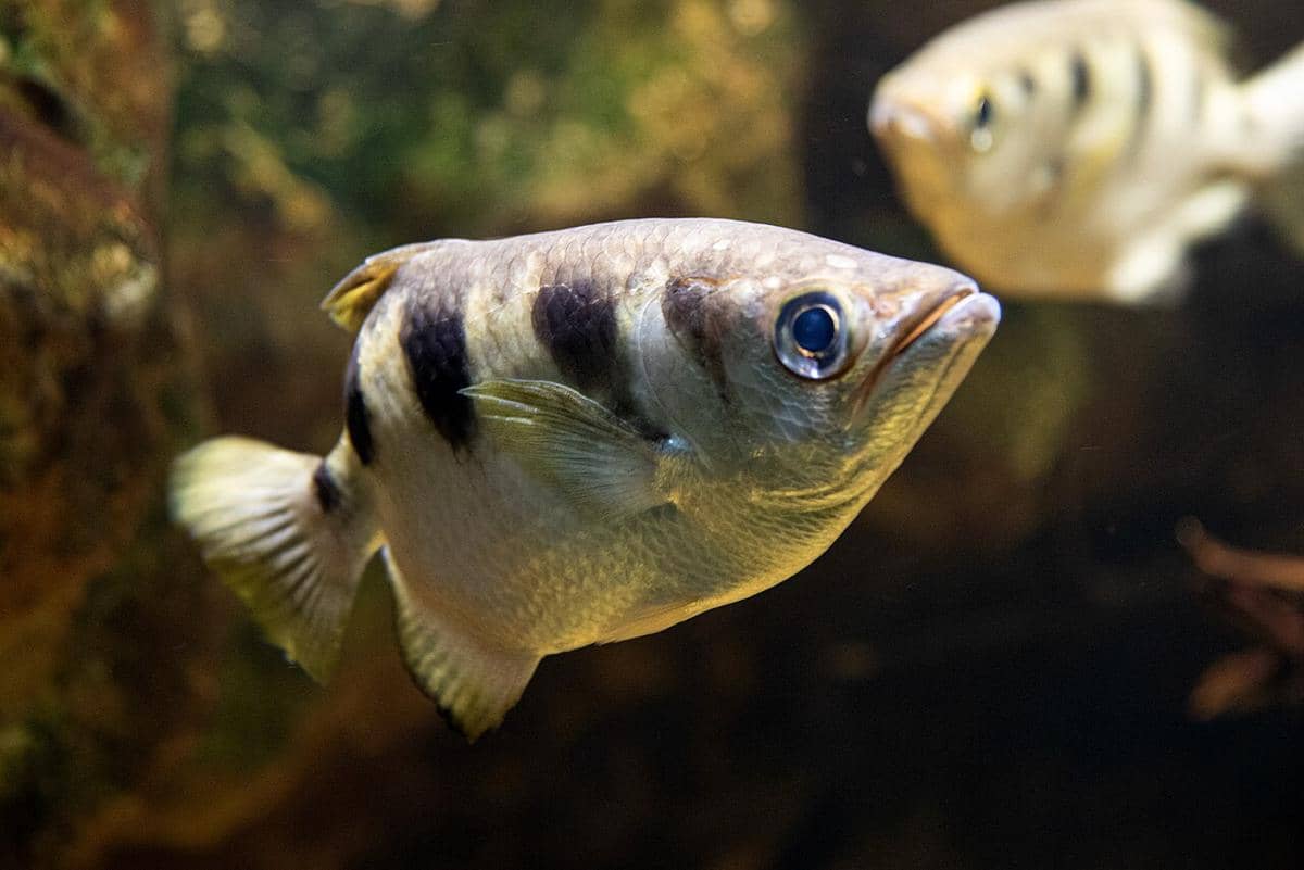 Archerfish
