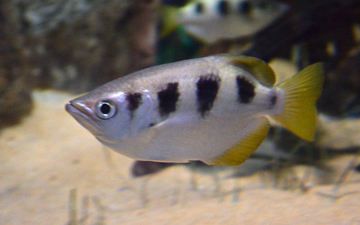 Archerfish