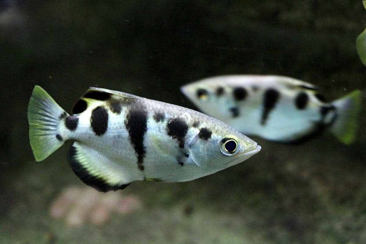 Archerfish
