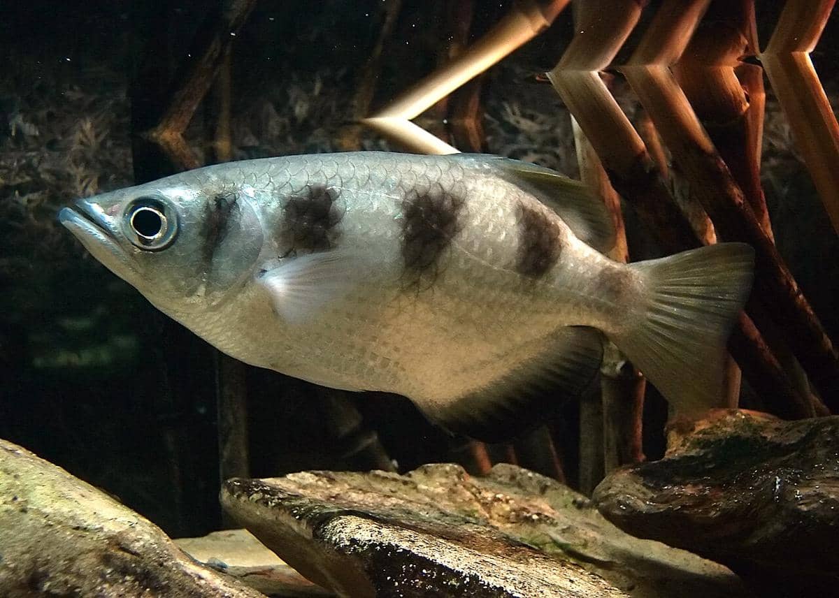 Bagaimana Ikan Archerfish Menembak Mangsa? Ini Penjelasan Ilmiahnya