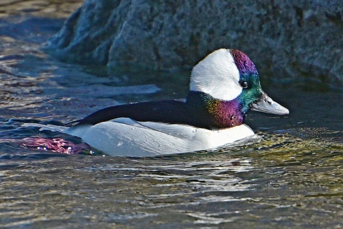 5 Fakta Unik Bufflehead, Pengelana Musim Dingin dari Amerika Utara