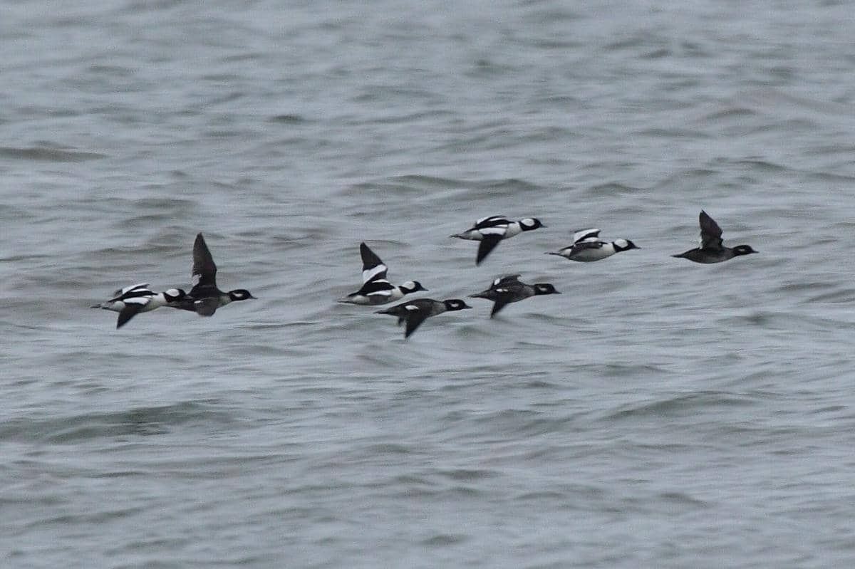 Bufflehead
