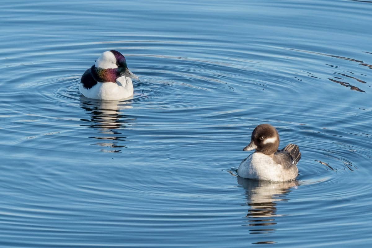 Bufflehead