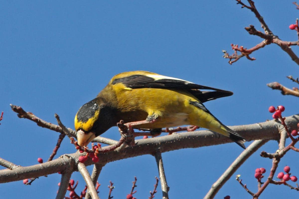 Evening Grosbeak
