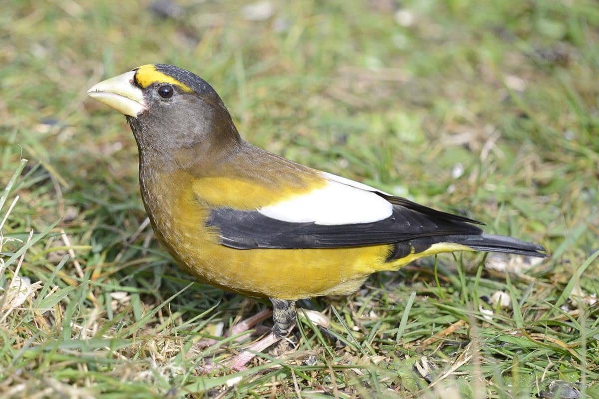 Evening Grosbeak