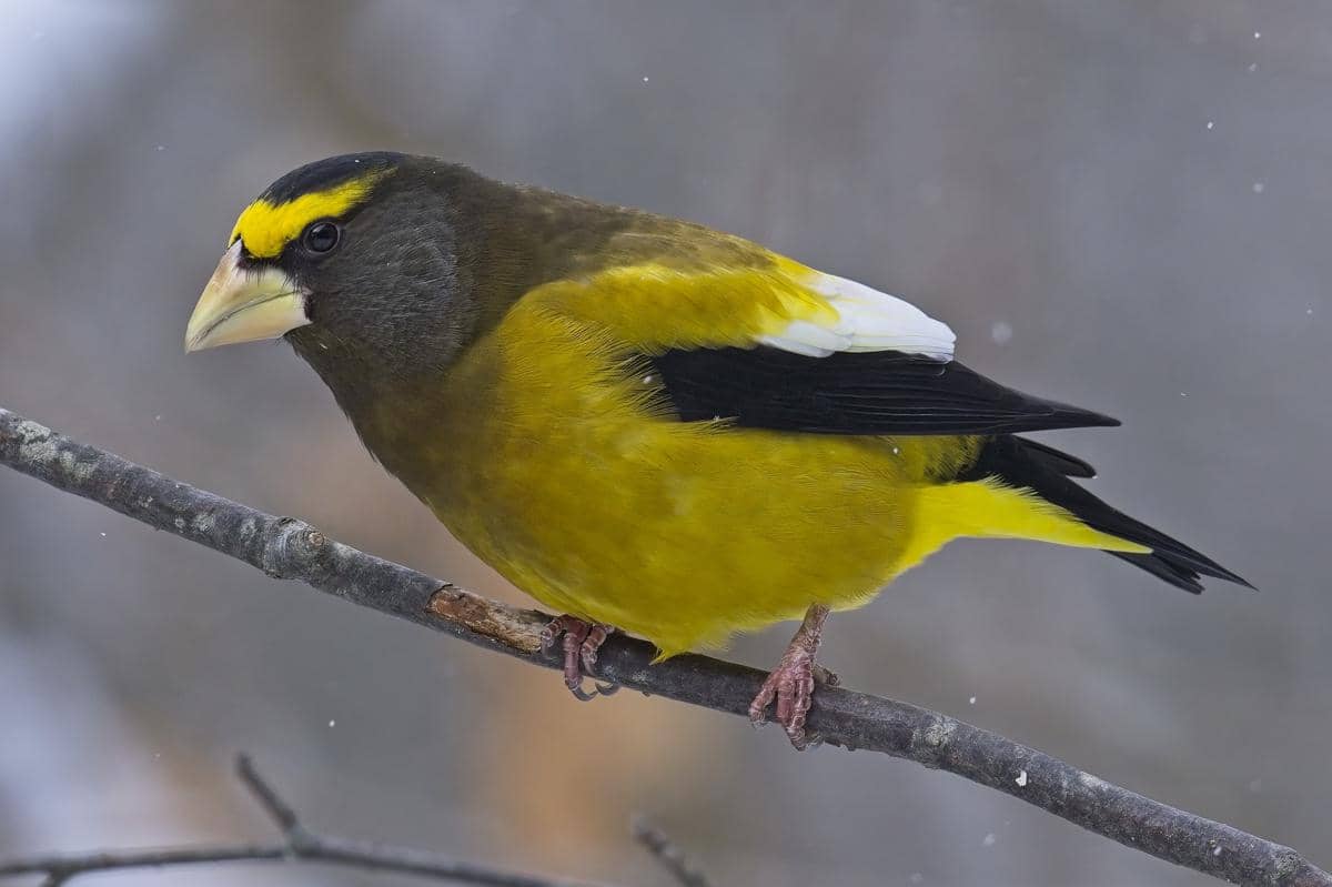 5 Fakta Unik Evening Grosbeak, Burung yang Suka Bermigrasi Tanpa Jadwal