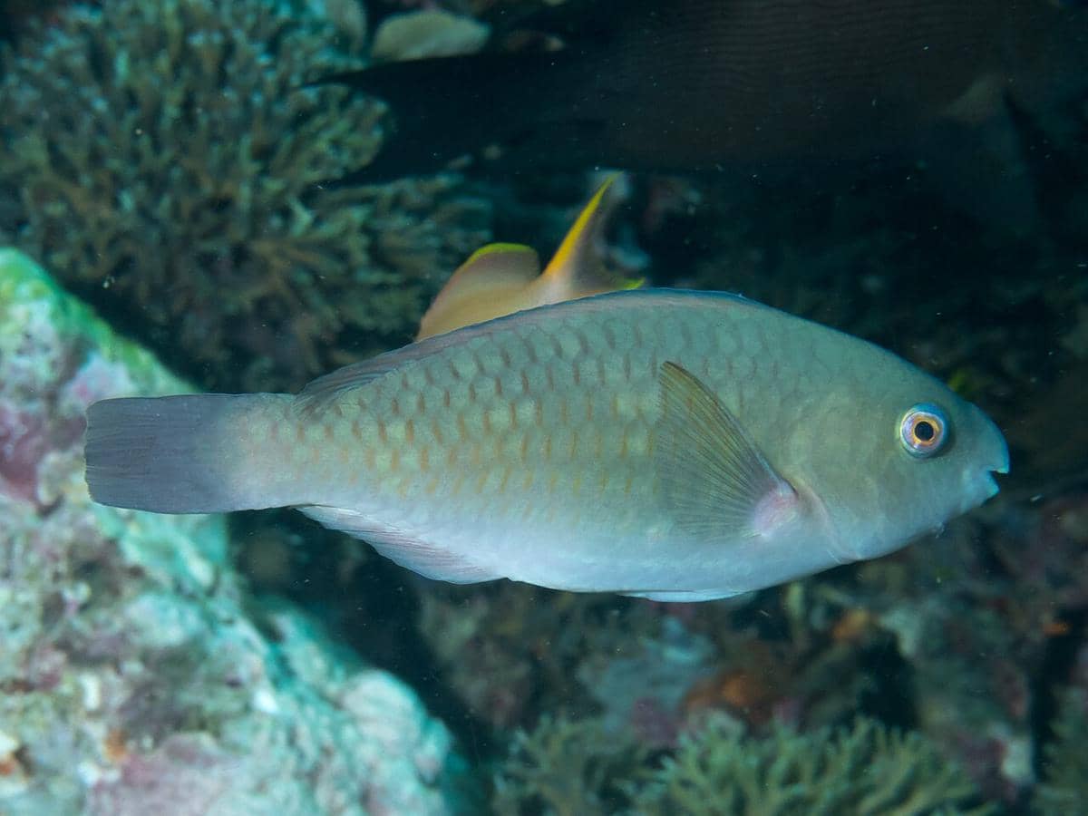 Parrotfish