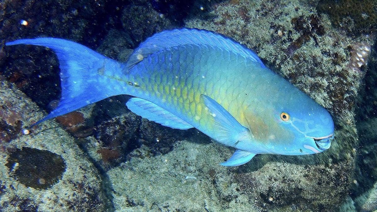 Parrotfish