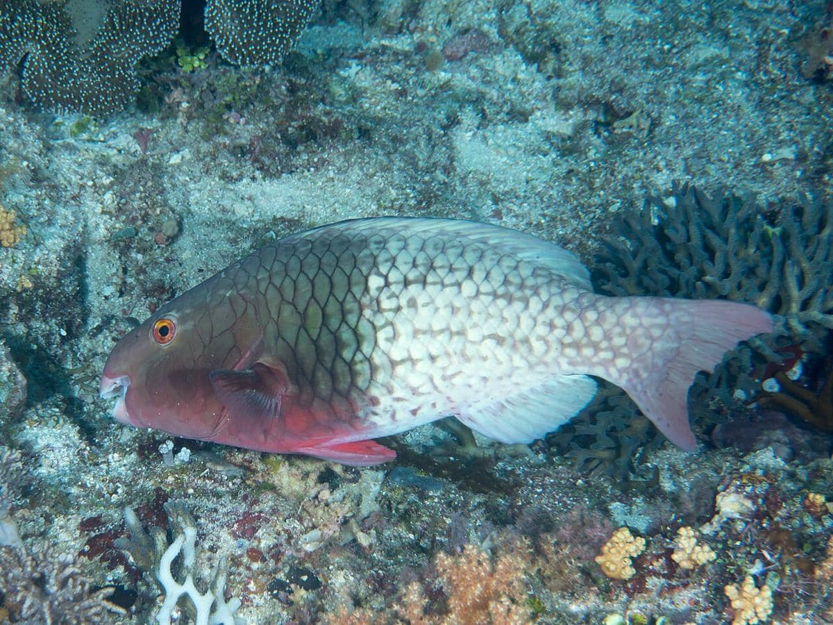 Parrotfish