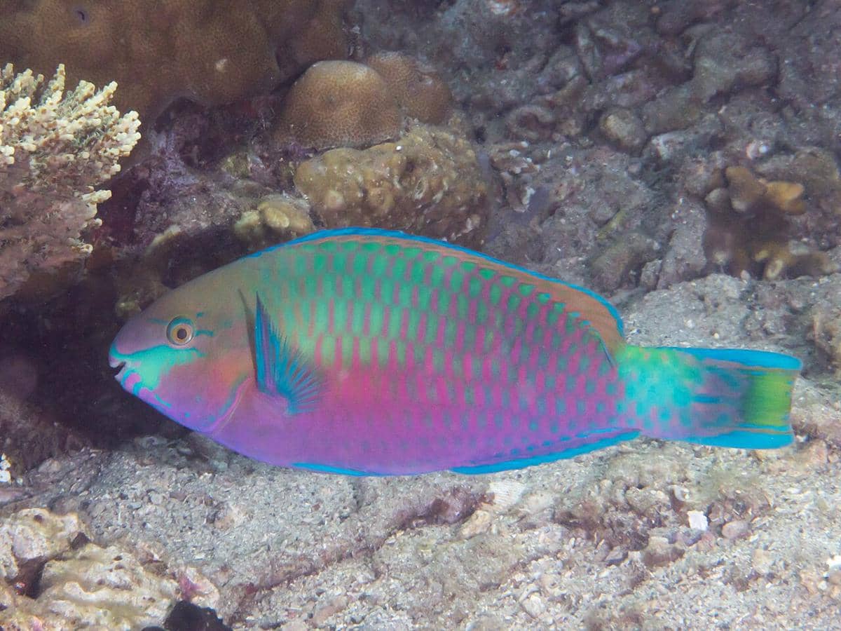 Ikan Parrotfish Bisa Membuat Pasir, Bagaimana Caranya?