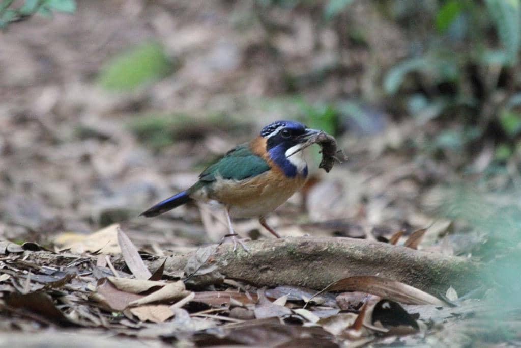 Burung Atelornis pittoides