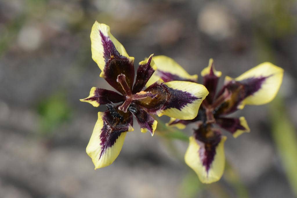 Bunga Moraea lurida